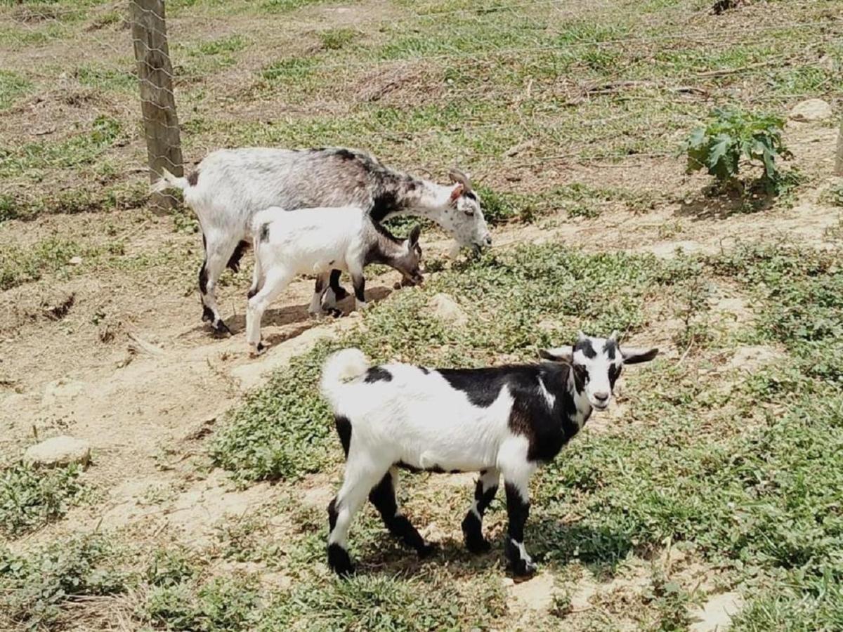 Hotel Fazenda Ararita Pôrto Feliz Eksteriør billede